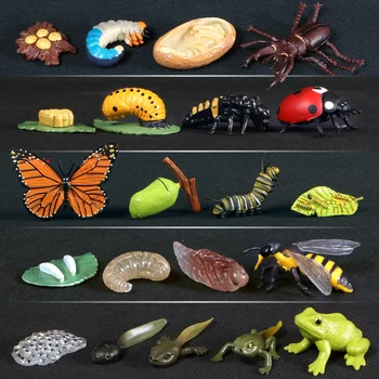 Simulare De Animale Ciclu De Creștere Fluture,Buburuză,Pui Ciclului De Viață Figurina Din Plastic Modele De Figurine De Învățământ Jucărie Pentru Copii
